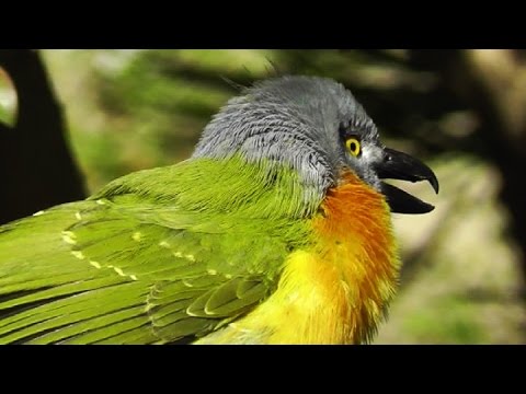 Grey Headed BushShrike (HD) on Birding Planet 