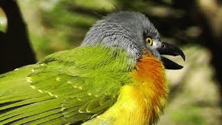 Grey Headed BushShrike (HD) on Birding Planet