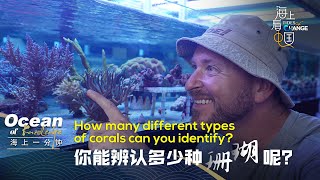 CGTN Tips: How many different types of corals can you identify? screenshot 5