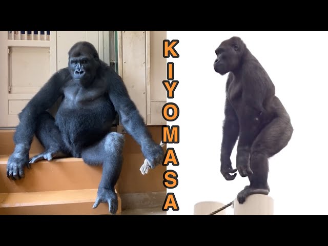 monkey gorillaさん専用その2です sddefault.jpg