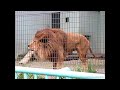 Recorded angry lion roars at zoo sound efx