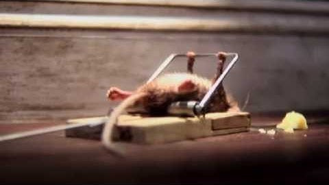 Bẩy chuột bá đạo nhất trong lịch sử bắt chuột của loài người