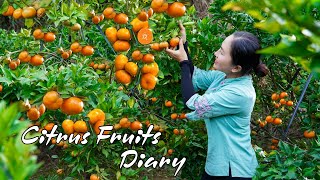 Citrus Fruits Diary: Harvest Tangerine, Orange, Pomelo... goes to the market sell, build life