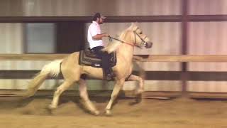 Jacob Parks Horsemanship Transforming Palomino Stallion CHROME