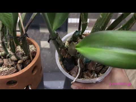 საუბრები ორქიდეა კატლეას მოვლის შესახებ. როგორ მოვრწყოთ კატლეა. Orchid Cattleya. #ლელა #ჩიტაშვილი