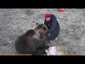 Распаковка посылки для медведя Мансура📦🎁🐻