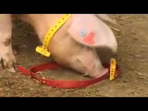 Pregnant pig computer hackers - Clever Critters - BBC Pets & Animals