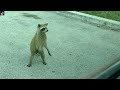 Raccoon Begging For Food #raccoon #beggin #begging #wildlife #animals #hungry #food #snacks #cute