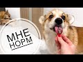 ЕМУ ПОФИГ ЧТО ЕСТЬ😲 Сэдди Сэдди.. VLOG