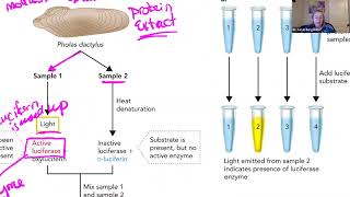 Chem 435 Chapter 5 Section 1 Pre recorded Lecture