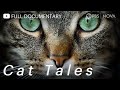 Cat tales  full documentary  nova  pbs