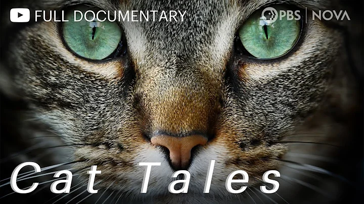 Cat Tales | Full Documentary | NOVA | PBS - DayDayNews