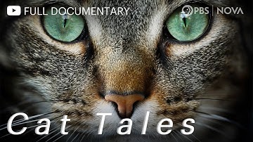 Cat Tales | Full Documentary | NOVA | PBS