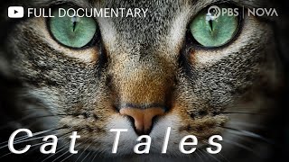 Cat Tales Full Documentary Nova Pbs