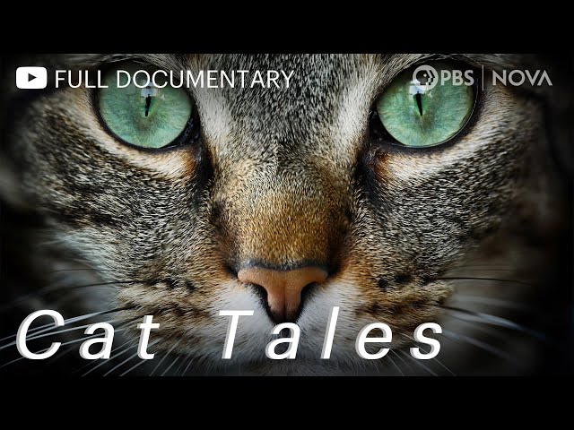 Cat Tales | Full Documentary | NOVA | PBS class=