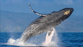 Whale Sex
