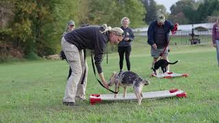 Group Class Dog Training At Highland Canine