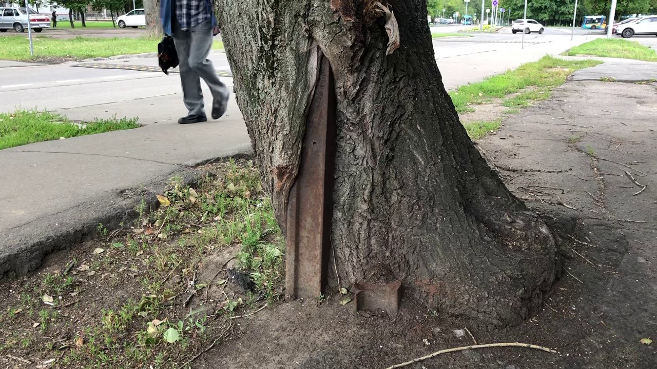 the strongest tree YouTube