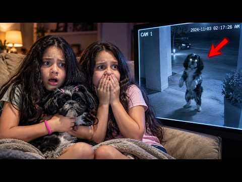 WE HAD A SKINWALKER DOG VISIT US!