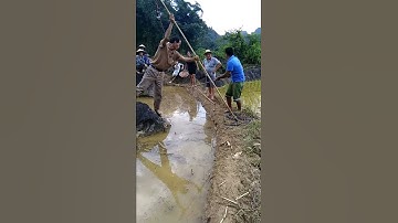 Đi làm  ruộng  tình  cờ  gặp  rắn  hổ  mang!