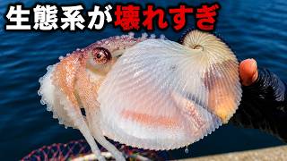 生態系が壊れすぎ！アオリイカ禁漁中の堤防から誰も見たことない変異生物が飛び出てきた