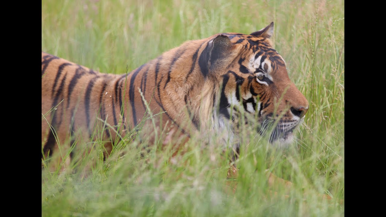 Hamerton Zoo Reopens After Tiger Attack YouTube