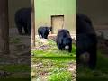 #bear #zoo #shorts #trending #nature #viralshort #trendingshorts