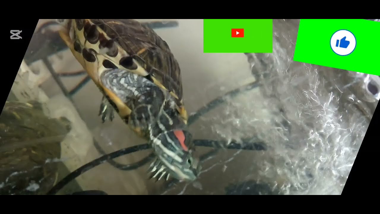 Красноухая черепаха гуляет и плавает Red -eared turtle