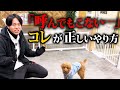 9割が知らない!犬の正しい呼び戻しの教え方【プロ実践】