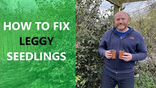 How To Fix Leggy Seedlings