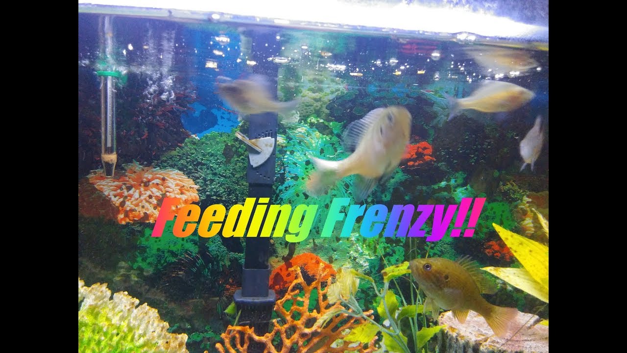 lizard skin grips Fish Feeding Frenzy