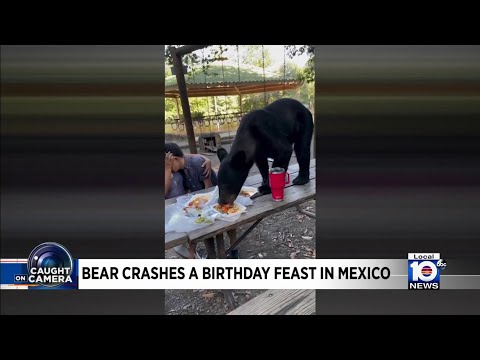 Bear jumps on picnic table while a mother and son were having lunch