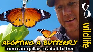 Adopting a Butterfly!