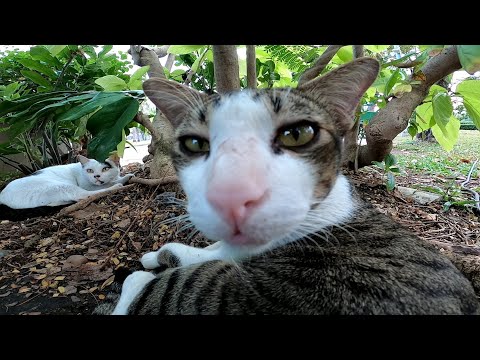 植込みの中に野良猫が寝ていたのでそ～と近づいてナデナデしてきた