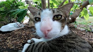 植込みの中に野良猫が寝ていたのでそ～と近づいてナデナデしてきた