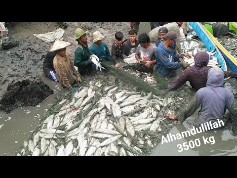 🇺🇸Panen ikan bandeng  harvest of milk fish