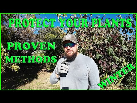 Different Ways To Protect Plants In Winter | They Actually WORK