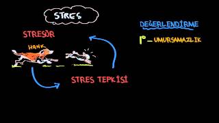 Stres Nedir? (Psikoloji / Çevreyi Algılama)