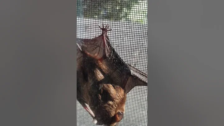 Saving the bat!