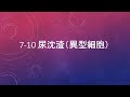 7-10 尿沈渣（異型細胞）