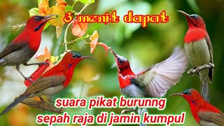 Suara pikat burung sepah raja di jamin kumpul dan dapat Q2