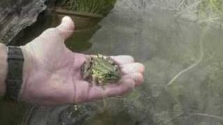Grenouille