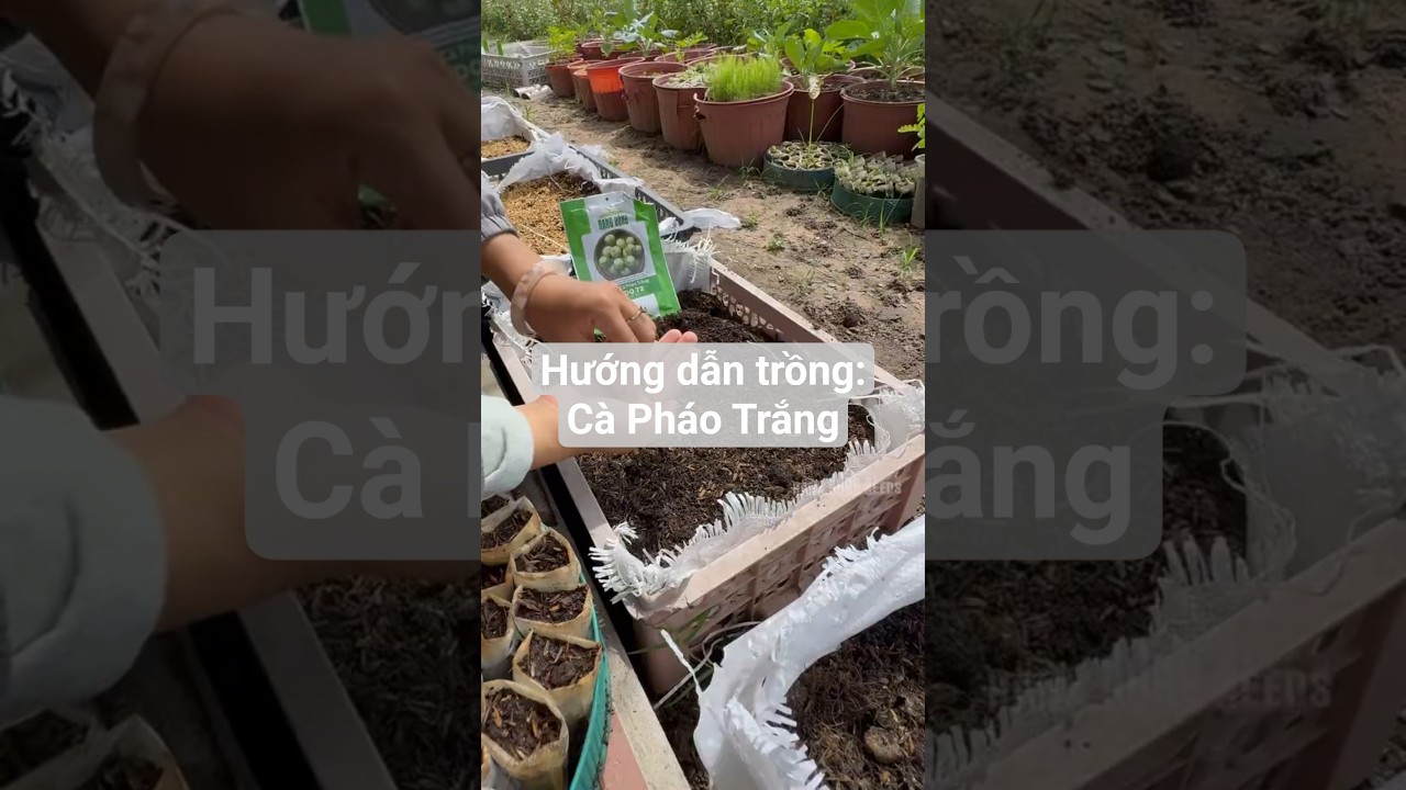 Hướng dẫn trồng: Cà pháo trắng Rado 72 - Rạng Đông Seeds #hatgiongrangdong #rangdongseeds