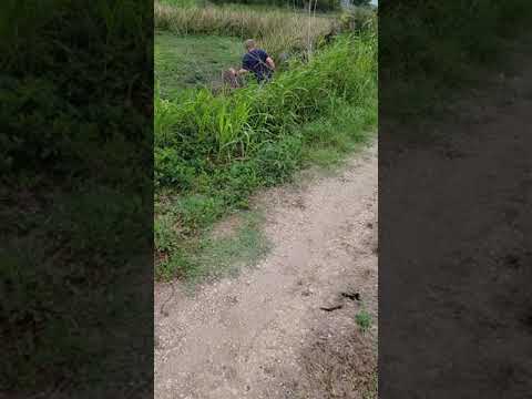 Videó: Hol él a nutria?