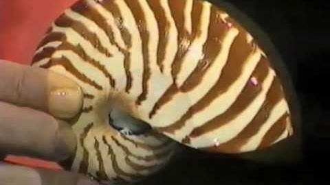 Nautilus Shell