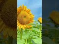 向日葵花海~分享给你爱的人! #visionshow#flowers