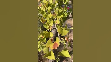 Living Fossil Tree, Gingko biloba