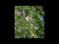 Sounds of nature common bulbul    