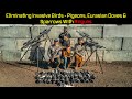 Precision Airgun Action: Eliminating Invasive Birds - Pigeons, Eurasian Doves &amp; Sparrows [Hunt365]