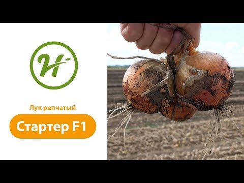 Репчатый лук Стартер F1 обзор
